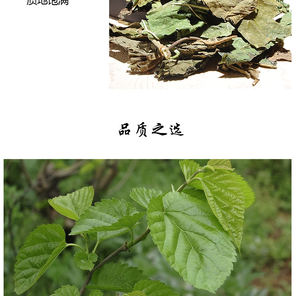 桑叶茶新鲜霜桑叶冬桑叶干桑叶泡水桑叶100g