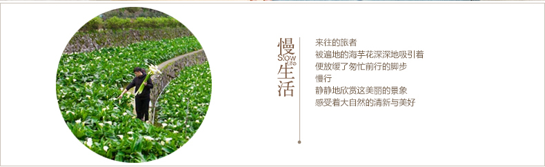 
                                        茵曼T恤女纯色V领百搭纯棉长款T恤女长袖秋季百搭上衣【85102VP10396】 深宝兰纯色 L                