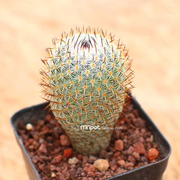仙人柱仙人掌科仙人球多肉植物盆栽开花办公室实生朝雾阁单头1215cm