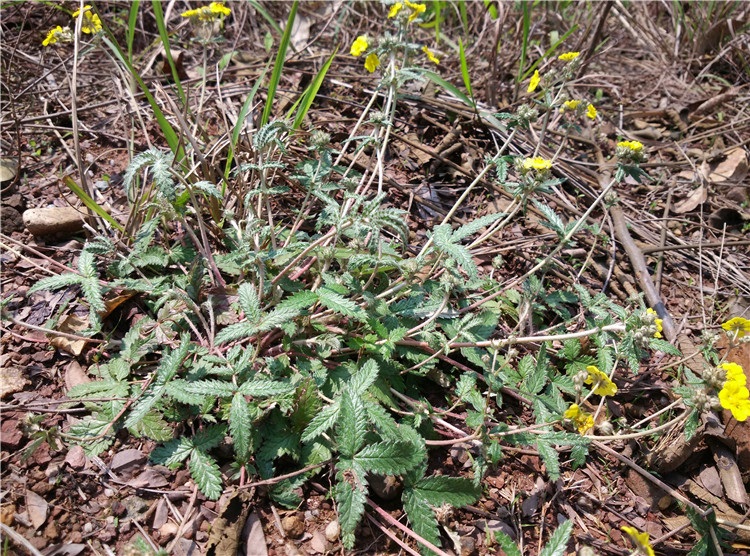 逍遥 翻白草苗 叶下白 中草种苗 翻白草新鲜全草 种子 苗50棵【图片