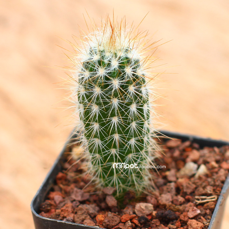 仙人柱仙人掌科仙人球多肉植物盆栽开花办公室实生朝雾阁单头1215cm