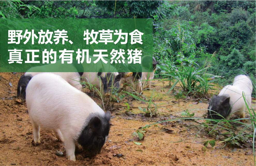 人食之甚感鲜香,即使烹调时不添加任何佐料也香气扑鼻,遂传名为"香猪"