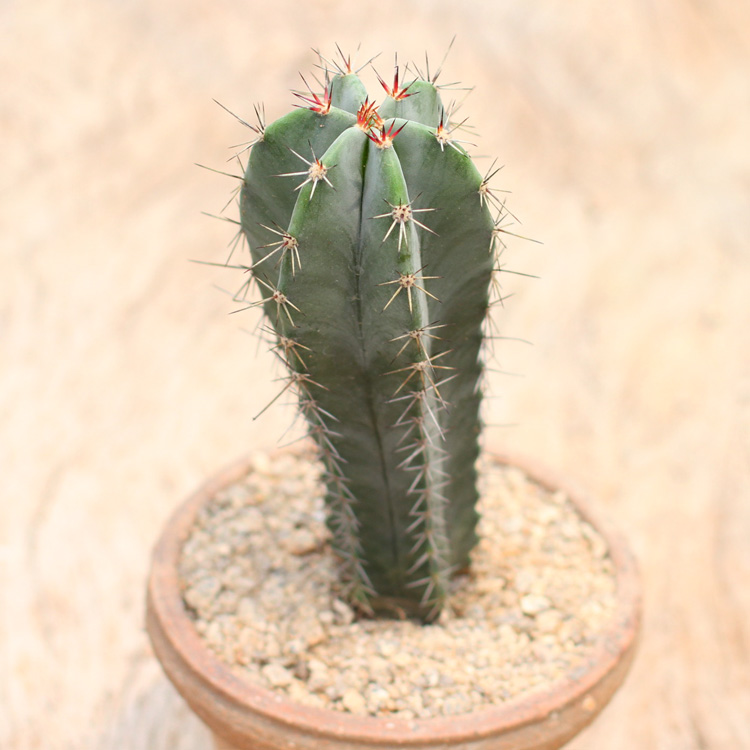 仙人柱仙人掌科仙人球多肉植物盆栽开花办公室实生朝雾阁单头1215cm