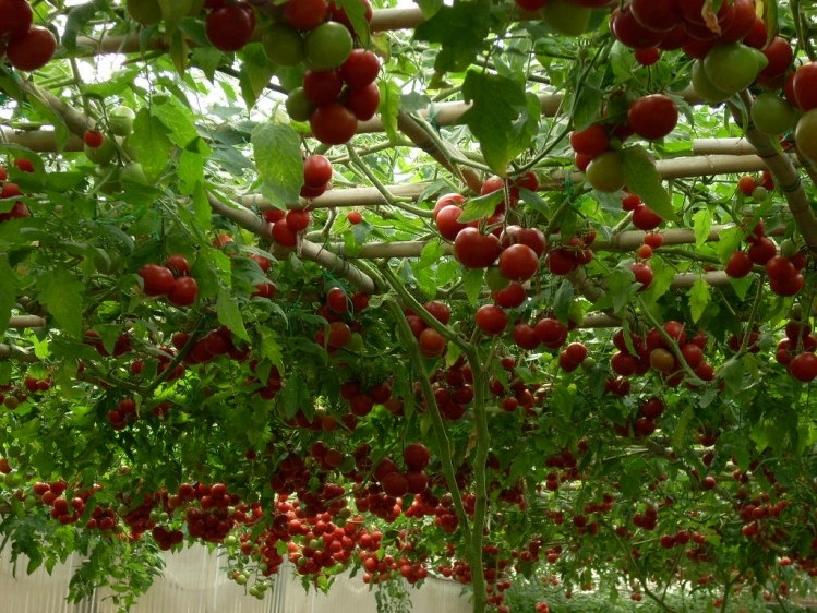 帅轩番茄树种子西红柿树状番茄种子蔬菜种子阳台家庭春