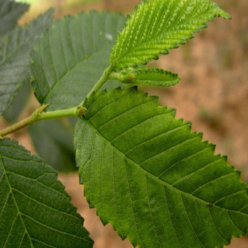 姜南榆树苗 榆树小苗 白榆家榆,榆钱树树榆树树苗 4公分粗 111cm(含)