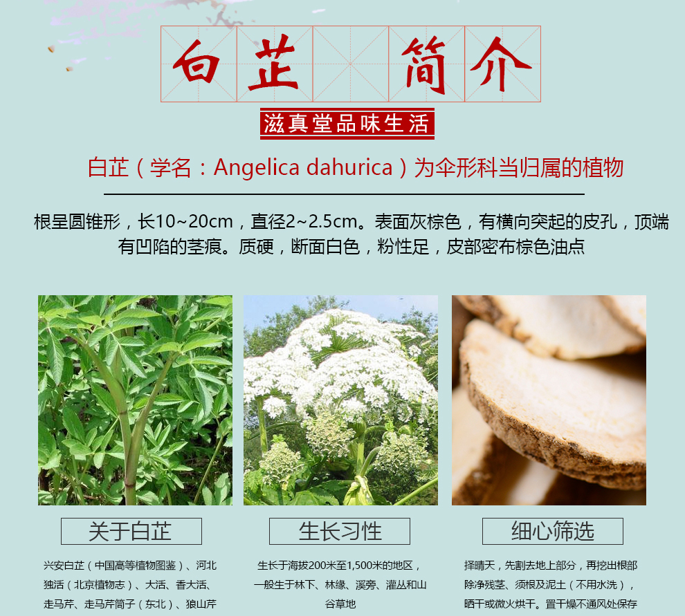 年货盛典滋真堂白芷白芷片祁白芷可磨粉七子白原料白芷500g