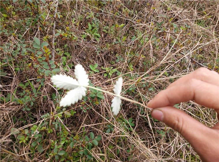 逍遥 翻白草苗 叶下白 中草种苗 翻白草新鲜全草 种子 苗50棵【图片