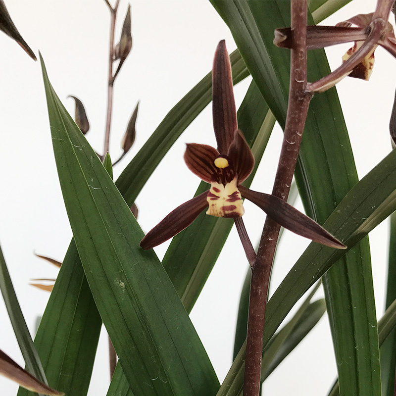 高宅蘭花苗墨蘭企黑綠植觀花植物春蘭建蘭室內盆栽綠植花卉金華山