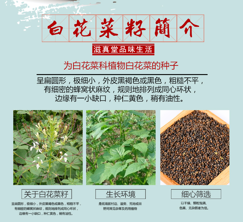 白花菜子外敷图片