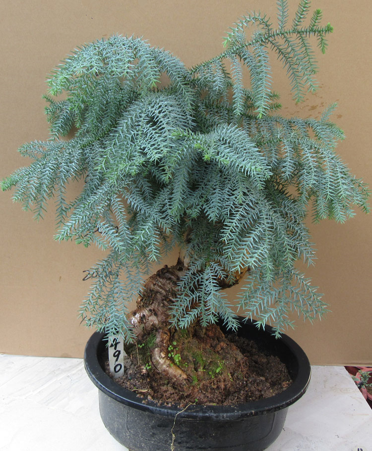 唯友(weiyou)促销欧洲杉 盆景澳洲杉盆景 办公室 室内绿植盆栽 澳洲松