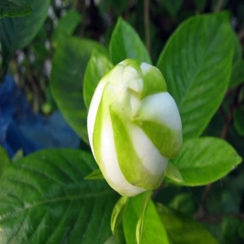 牡丹梔子花苗大葉梔子花苗綠植盆栽花卉小葉梔子花苗小葉梔子花6年苗m