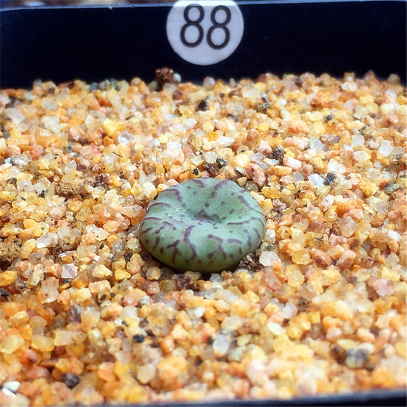 多肉植物 番杏科 肉锥 安珍 安贞 生石花 安贞群生一物一拍 91 裸根不