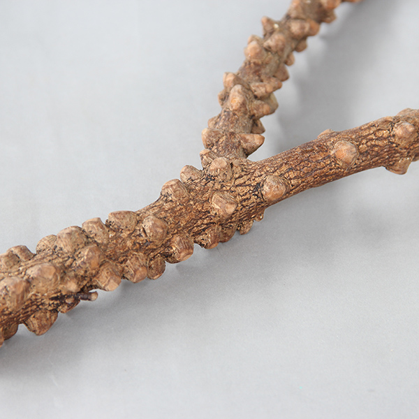 宠儿新家花椒树杈 鸟站棍 天然野生花椒木 磨爪棒栖杠 鹦鹉鸟站杆