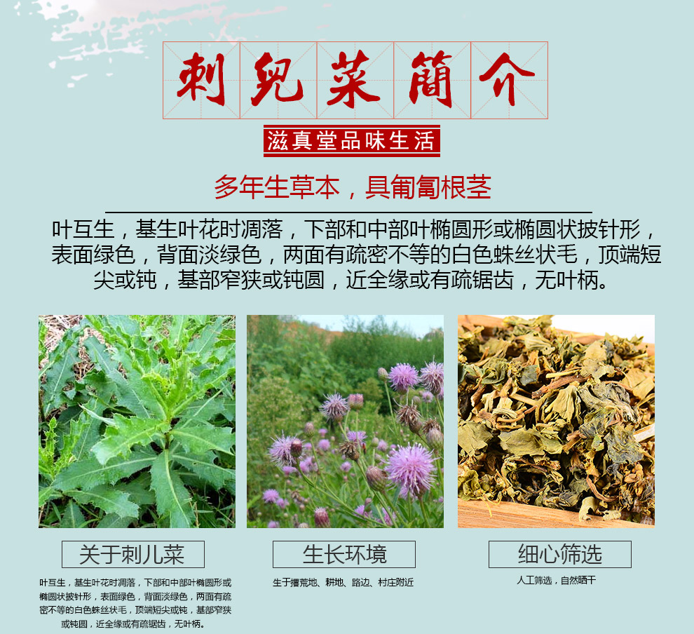 小蓟草功效与图片图片