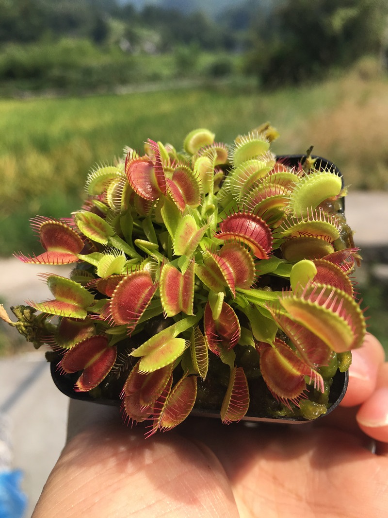 食虫植物 超值带分株捕蝇草 食人花食虫草吃虫子吃蚊子 鲨鱼齿捕蝇草