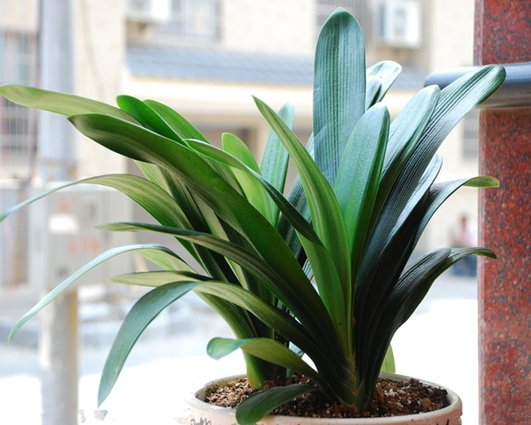 盆栽花卉君子兰盆栽君子兰苗花叶圆头雀兰君子兰花苗君子兰1214片品种