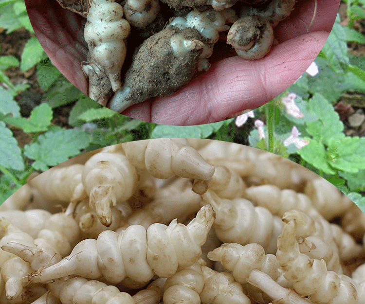 新鲜宝塔菜芋环玉坏地环地葫芦螺丝菜地牯牛1500g