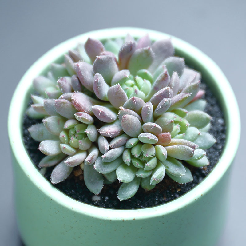 hy 姬小光 多肉植物花卉绿植盆栽办公室 多肉 小盆景 姬小光(群生)_ 6