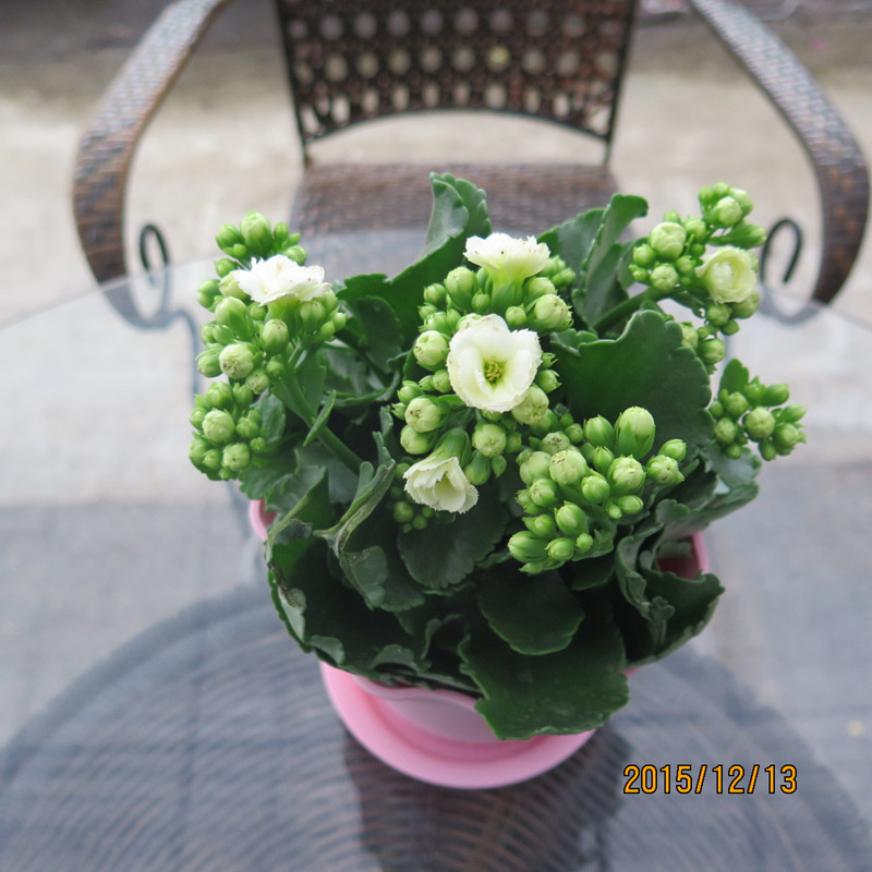 进口重瓣长寿花带花苞小盆栽室内花卉四季开花 满树花苞发货 长寿紫缤