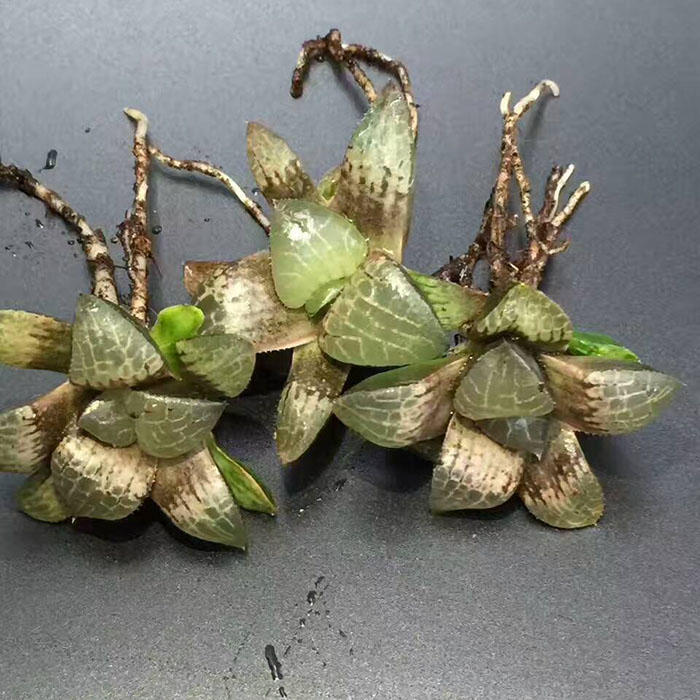 多肉植物水晶康平寿十二卷防辐射盆栽室内花卉绿植满 水晶康平4-6cm