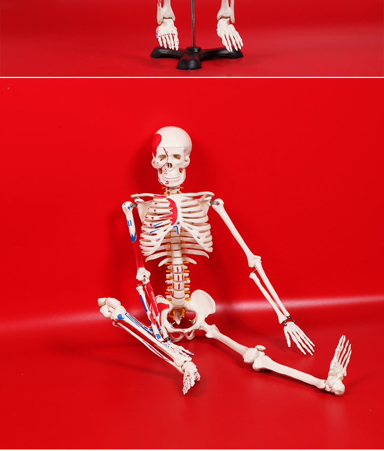 仟佰家 人体骨骼模型教学45cm85cm支架肌肉骷髅可活动骨架模型 b款85