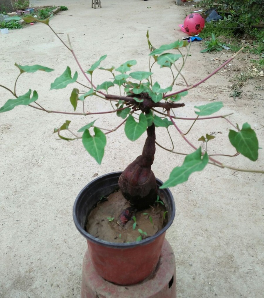 何首乌 盆栽盆景植物何首乌花苗 观叶观茎何首乌苗 盆景苗一棵