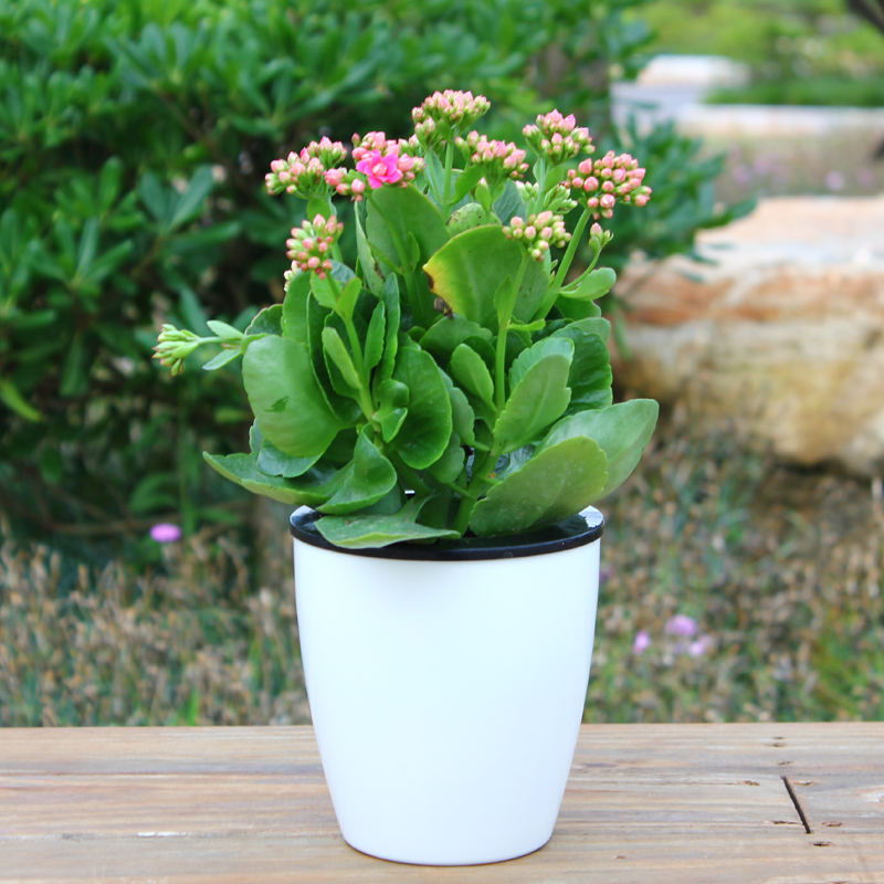 长寿花盆栽 重瓣长期四季不断开花 花苗种子 办公室客厅 植物绿植