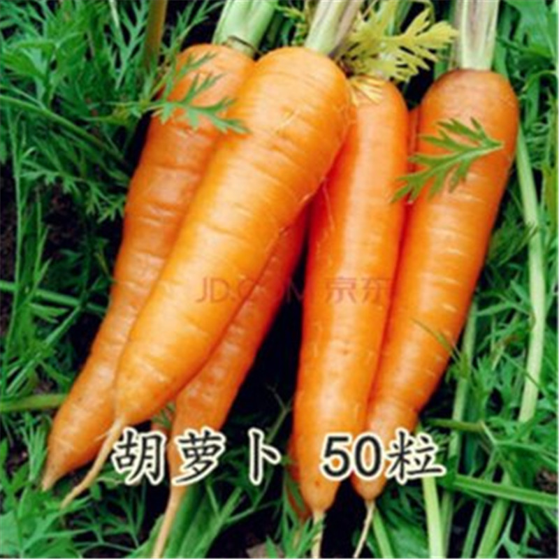 蔬菜种子粉皮大冬瓜种子白皮冬瓜庭院种植冬瓜一包 图片价格品牌报价 京东