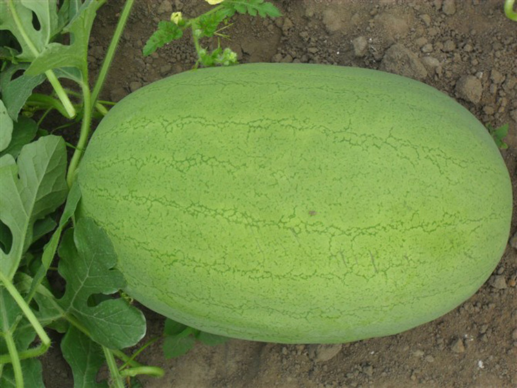 超甜特大新红宝西瓜种子杂交中熟品种_ 8折现价8元