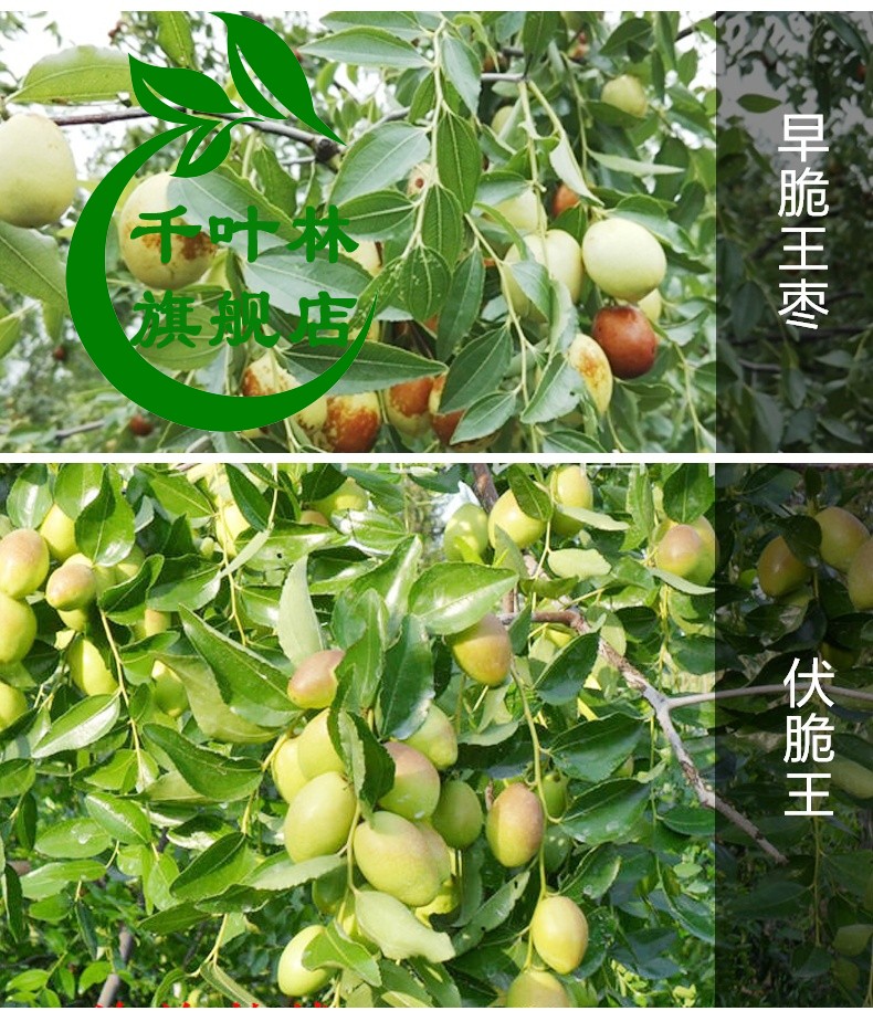 冬棗苗棗樹苗雪紅棗苗當年結果南方北方果樹苗木嫁接棗樹苗金昌一號4