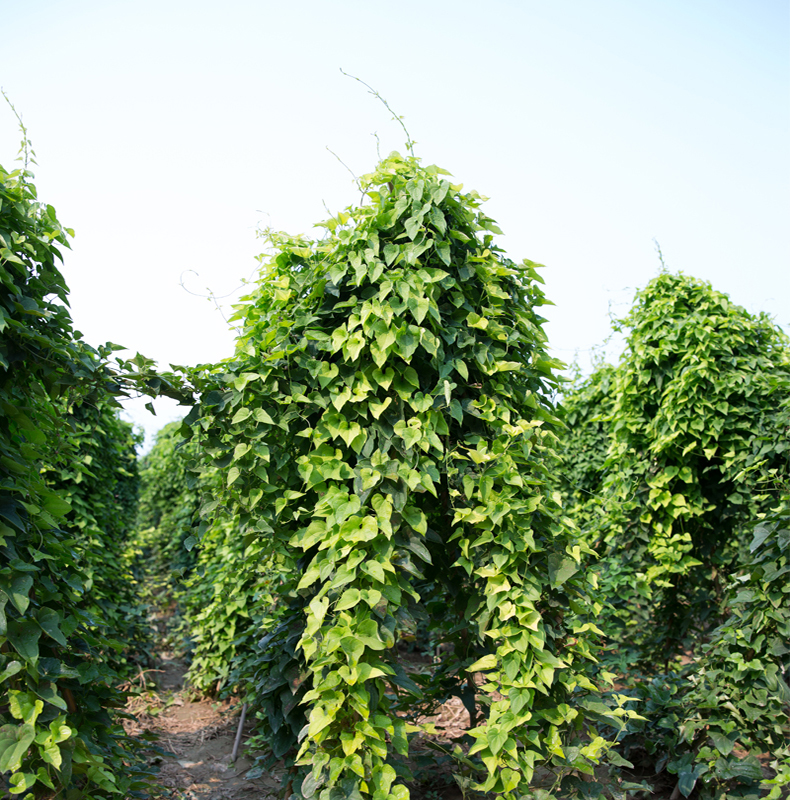 亨泰丰源山药豆 河南焦作新鲜垆土铁棍怀山药蛋 蔬菜简装当季 500g