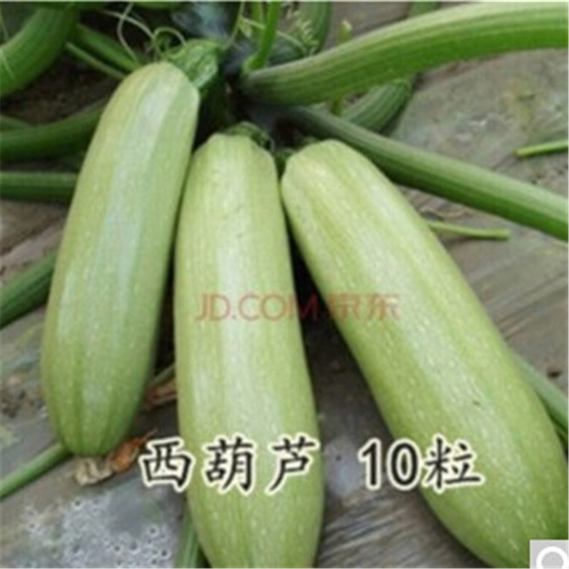 蔬菜种子粉皮大冬瓜种子白皮冬瓜庭院种植冬瓜一包 图片价格品牌报价 京东