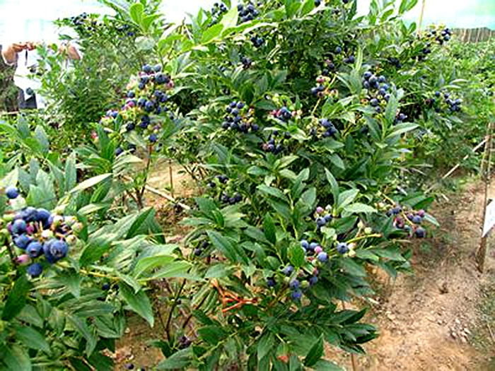 雲南昆明基地直銷果樹兔眼藍莓苗帶果燦爛苗南方北方種原土發貨 三年