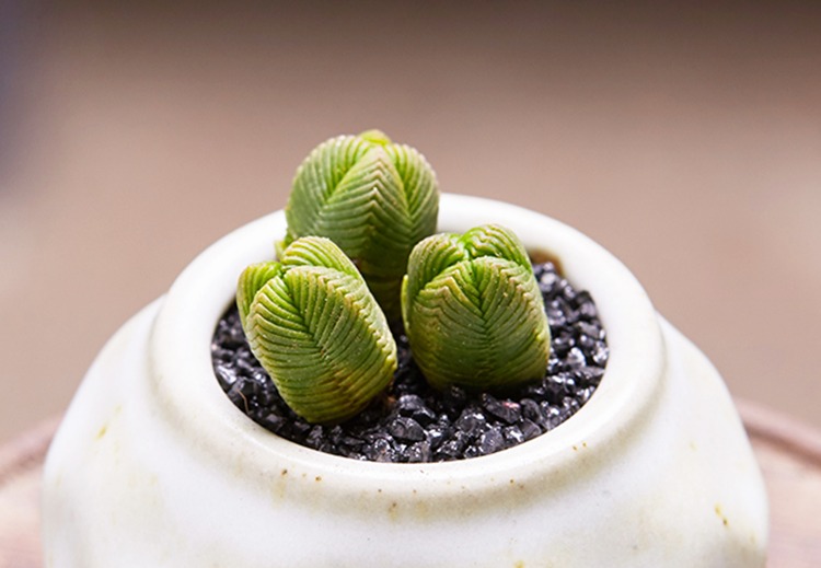 达摩绿塔青锁龙属多肉植物肉肉植物花卉办公室盆栽 多肉 单头高1cm