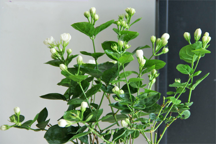 百富美盆栽植物雙瓣重瓣 白茉莉花 虎頭茉莉 室內花卉盆栽 庭院植物