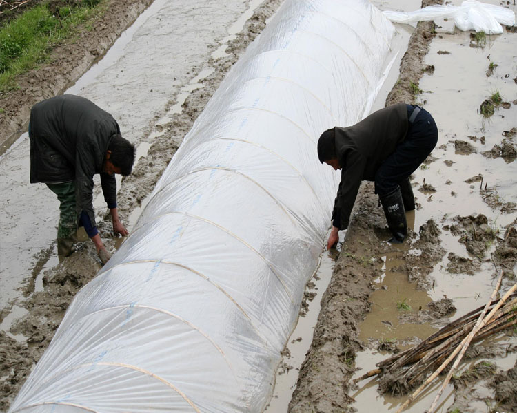 苏茂塑料布大棚农膜塑料薄膜加厚地膜装修薄膜无滴膜透明薄膜大棚膜无