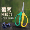 Taipeng grape pruning special scissors for fruit thinning, pruning, pepper picking, fruit and vegetable scissors, orange picking and loquat scissors, 2111 powerful floral scissors