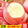 Yantai Apple Fruit Qixia Red Fuji Fresh Fruit Shandong Specialty Crisp Sweet Premium Fruit Net Weight 2.5 Jin (Fruit Diameter More than 80mm)