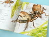 The Most Beautiful Fabre's Insects, a 12-volume set by Master Matsuoka Daiei, Children's Natural Science Encyclopedia of Insects, School Recommended Extracurricular Reading, 3-6 Years Old, 7-10 Years Old, Love Tree Children's Book