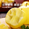 Jingmi Venus Golden Apple Shandong Fruit Gift Box Net Weight 5kg Single Fruit 150g+ Straight from the Source