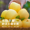 Jingmi Venus Golden Apple Shandong Fruit Gift Box Net Weight 5kg Single Fruit 150g+ Straight from the Source