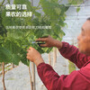 Taipeng grape pruning special scissors for fruit thinning, pruning, pepper picking, fruit and vegetable scissors, orange picking and loquat scissors, 2111 powerful floral scissors