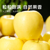 Jingmi Venus Golden Apple Shandong Fruit Gift Box Net Weight 5kg Single Fruit 150g+ Straight from the Source