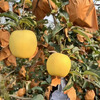 Jingdida Yantai Qixia apple cream Fuji apple 25 years new fruit 80 grade 5 pounds Yantai apple fruit straight from the source