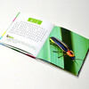 Encyclopedia of Insects (1-minute children's encyclopedia) with audio accompanying reading, phonetic version, popular science reading, 3-6-8 years old, kindergarten, first, second, and third grade, summer homework, transition from first to second grade during summer vacation, transition from elementary school to junior high school during summer vacation, recommended for winter vacation