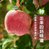 Jingxiansheng Shandong Yantai Red Fuji Apple, net weight 5 pounds, fruit diameter 80mm+, fresh fruit, straight from the source