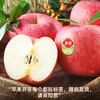 Goodnon Yantai Red Fuji Apple, net weight 10 catties, large fruit, fruit diameter 85mm+, fresh fruit gift box
