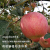 Organic Venus Apples Red Fuji Ruby seasonal fruits freshly picked from the farm straight hair without waxing Organic Venus Apples 75-80mm (12 pieces family size is about 4.8 pounds)