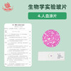 Junior high school biology synchronous teaching experiment observation slide specimen is clear and easy to observe mold slide human blood smear human blood smear onion scale leaf epidermis mount