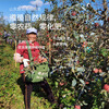 Organic Venus Apples Red Fuji Ruby seasonal fruits freshly picked from the farm straight hair without waxing Organic Venus Apples 75-80mm (12 pieces family size is about 4.8 pounds)